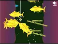 Tiny Fishing new world record