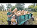 Download Lagu Обеспечены вкусной кашей на всю зиму! Собираем ТОННЫ тыквы!