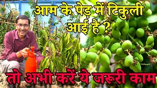 आम के पेड़ में टिकुली आई है तो ये काम जरूर करें। इतने आम होंगे की खाते खाते थक जाओगे। Mango bumper 