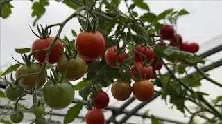 🍅 СДЕЛАЙТЕ ЭТО С ГРЯДКАМИ СРАЗУ ПОСЛЕ УБОРКИ ТОМАТОВ!