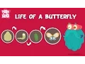 Life Of A Butterfly The Dr Binocs Show Learn s For Kids