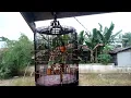 Tinjau Karang @damparan