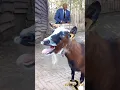 Lagu Goat Epic reaction #viral #animals #funny #tiktok #goat #bakri#bakra #goatsound  #minigoat #shorts