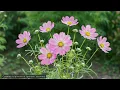 🌸 Flowers Blooming Time-Lapse | Gentle Relaxation Music for Deep Peace & Calm #18