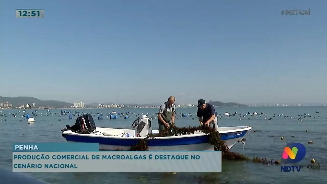 Produção comercial de macro-algas é destaque no cenanário nacional