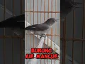 Download Lagu AIR MANCUR GACOR #kicaumania