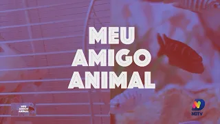 Meu Amigo Animal cãezinhos irmãos foram abandonados em Ascurra e agora procuram novo lar