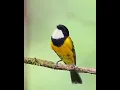 Download Lagu suara merdu burung Luar negeri..