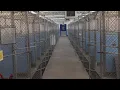 Albuquerque Animal Welfare reports surge in pet adoptions fosters