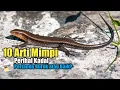 Download Lagu 10 Arti Mimpi Perihal Kadal, Pertanda Buruk atau Baik?