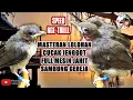 Download Lagu Masteran CUCAK JENGGOT RASA MESIN JAHIT Speed Rapat sambung GEREJA