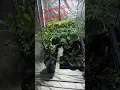 Download Lagu the little piece of paradise I'm Building #garden #plants #entertainment #howto #diy #craft #fun