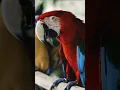 Macaw Sounds (5)