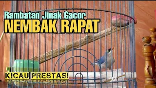 Download Rambatan doraemon gacor jinak ngerol tanpa henti MP3