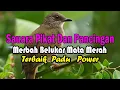 Download Lagu Suara pikat burung merbah belukar ribut sangat ampuh untuk pancingan merbah belukar mata merah liar.