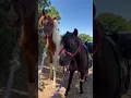 Download Lagu Hiking with Jasper and The Misty Twins in Utah #hiking #horses #outdoors