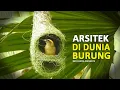 SARANG UNIK BURUNG MANYAR