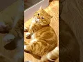Download Lagu REAKSI KUCING KETIKA DIOMELIN PEMILIKNYA