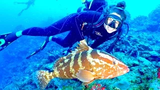 SSL 3 ~ Sea Horses, Bat Caves, and Fire on the Mountain, on SABA!