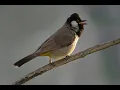 Lagu White-Eared Bulbul Song | Relaxation