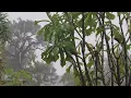 A Tranquil Escape Gentle Rainfall in a Serene Forest
