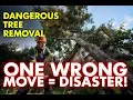 Live Precision Tree Work One Mistake Could Be Fatal
