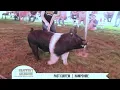 PAST CURFEW Hamp Boar at Shaffer s Goldrush