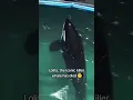 Lagu She has been stuck in this Miami aquarium for over 50 years. #lolita #orcas #orca #oceans #marine