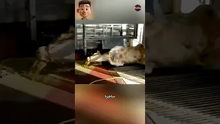 الذبح عن طريق الصعق  الذبح عن طريق الصعق