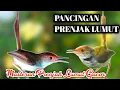 Download Lagu Pancingan Prenjak Lumut Agar Bunyi Ampuh Untuk Pancingan Prenjak Lumut Bahan