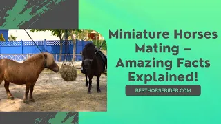Download Miniature Horses Mating – Amazing Facts Explained! MP3