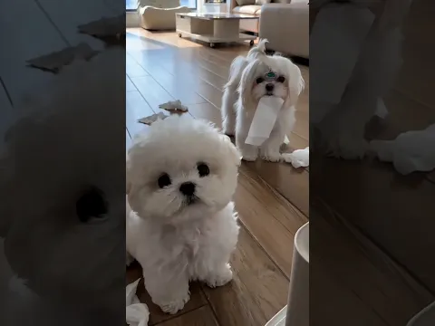 Cat and Dogs Cleaning Instructions!