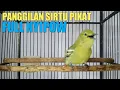 Download Lagu SUARA SIRTU GACOR MEMANCING CIPOH LAIN IKUT EMOSI