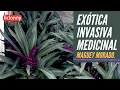 Purple Maguey an invasive and resistant exotic species Characteristics and benefits
