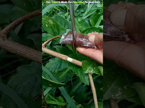 सेब की टहनी घर जाके लगा दिया 🤯😱 viral gadget Home appliances #facts #shorts