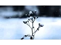 Download Lagu Chopin Spring Waltz 1 hours