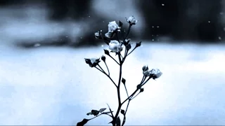 Chopin Spring Waltz 1 Hours 