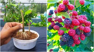 Grow Mulberry Trees FAST with This Simple Cutting Technique
