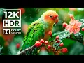 Download Lagu EXTREME COLORS in Dolby Vision 12K HDR | with cinematic sound (Colorful Animal Life)