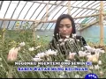 Download Lagu Tayub Argowilis Pengen Nyanding Budi Asmoro