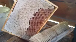 أكثر من 1000 كيلو غرام عسل صافي من 28 خلية نحل 