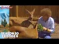 Bob Ross - The Old Oak Tree Season 20 Episode 8