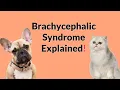 Brachycephalic Airway Obstruction Syndrome in Flat-Faced Dogs and Cats What is the Treatment