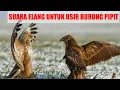 Download Lagu suara burung elang untuk mengusir burung pipit sawah