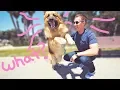 Homeless German Shepherd Dog Screams Like a Person When He Sees Ocean First Time Amazing Reaction