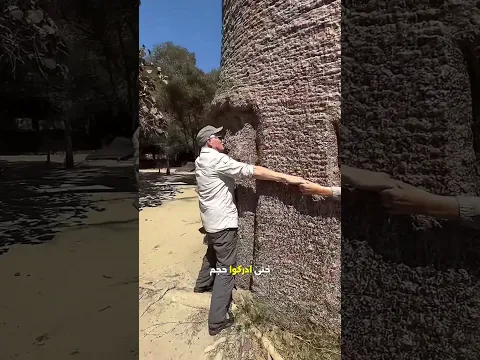 اصطف الجميع حول الشجرة ليكتشفوا حجمها الحقيقي 😯