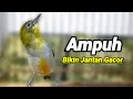 Download Lagu Sangat Lenjeh Suara Bikin Pleci Gacor Ngalas Dengan Burung Pleci Bustomi Betina ini (2/10/21)