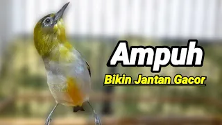 Download Sangat Lenjeh Suara Bikin Pleci Gacor Ngalas Dengan Burung Pleci Bustomi Betina ini (2/10/21) MP3