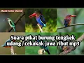 Lagu Suara pikat burung tengkek udang/cekakak jawa ribut mp3
