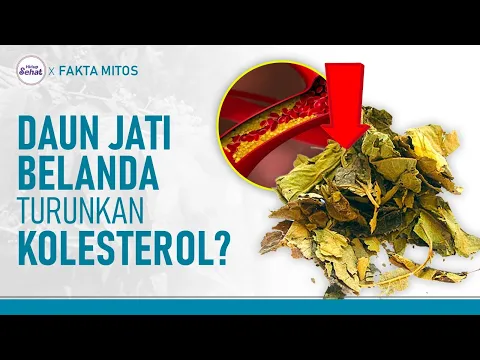 Benarkah Daun Jati Belanda Bisa Turunkan Kolesterol?
